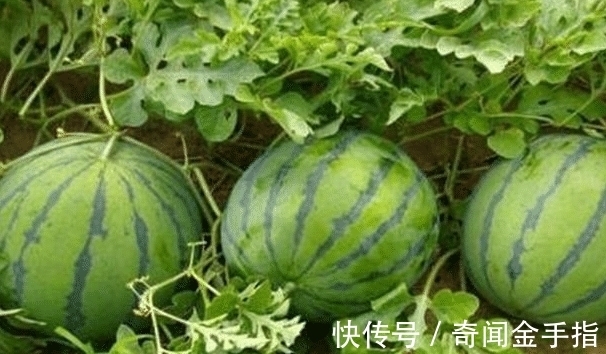 女生|体重过百的女生不要吃的五种水果了, 尤其是第一个!