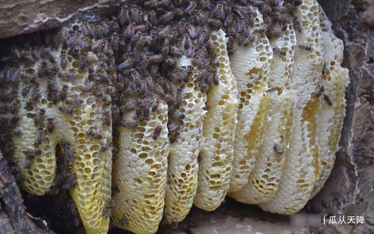 老王|孩子注意力不集中?不妨多吃3物,补脑益智促发育,学习效率高