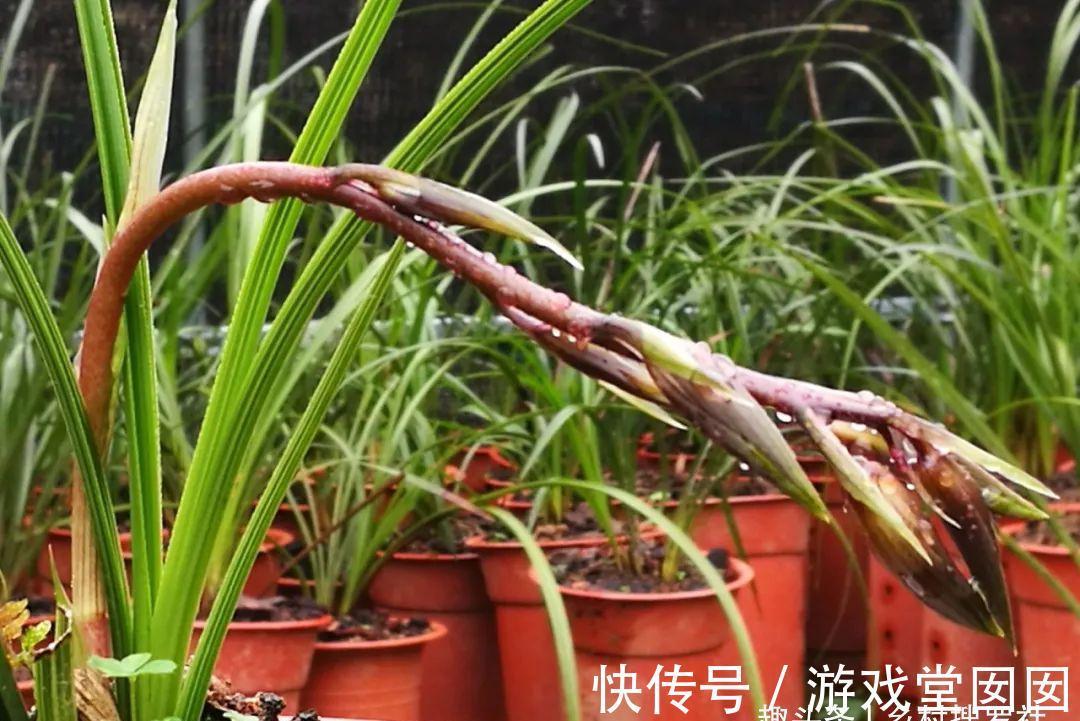 兰花春化的技巧,谨防花苞在冬眠期复苏,新手兰友想做却不敢做