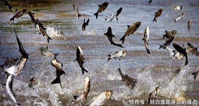  亚洲鲤鱼泛滥，逼疯老外出绝招“回旋镖”，整条河都能赶尽杀绝