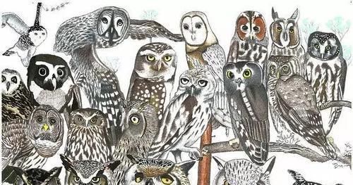 d2岁自闭症男孩,一张画纸画出397种动物,之后的人生如同开挂