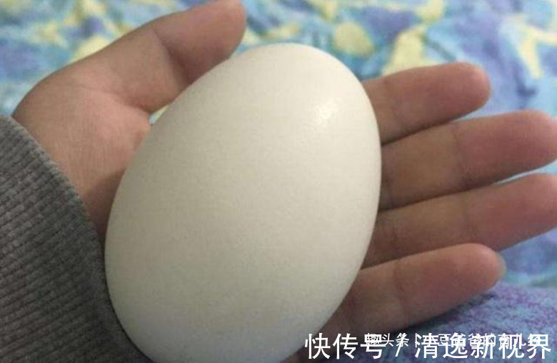 怀孕|因怀孕坚持吃鹅蛋孕妇就算再无知,也别拿宝宝生命开玩笑