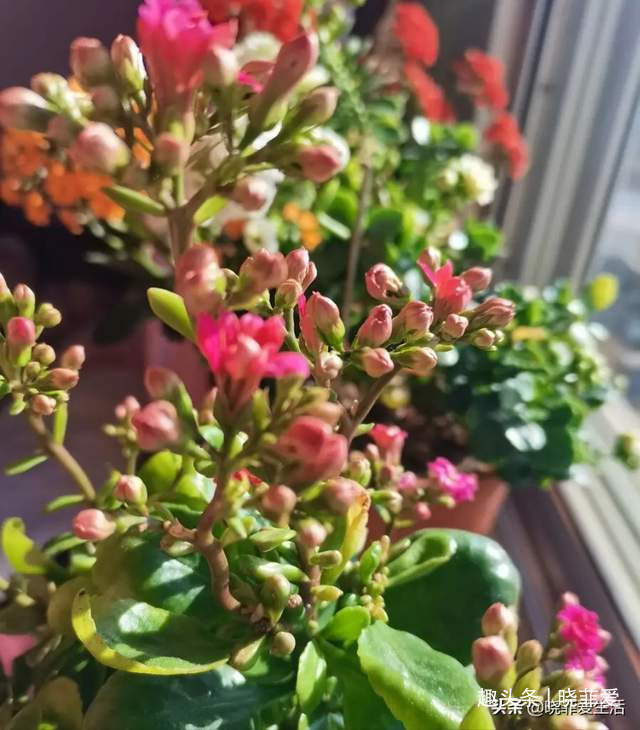 病虫害|长寿花什么时候修剪三种情况赶紧剪,越剪越旺盛,开成大花球