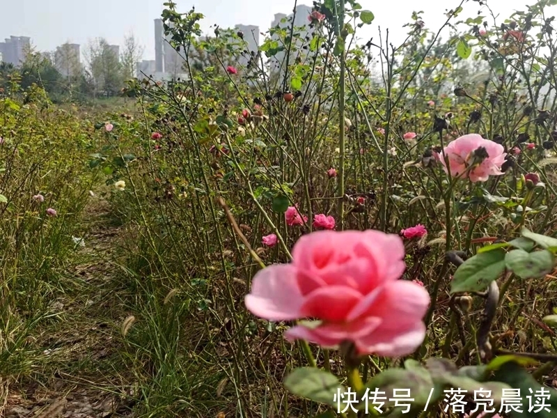 网红达人|郑州西流湖公园初现网红花海数公顷各色花卉芳香扑鼻