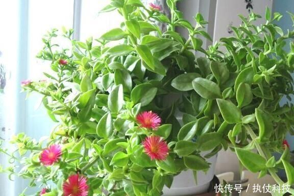 牡丹吊兰|家里再小,3种“吊盆花”也要养,花芽一钻上百朵,花开成“帘”