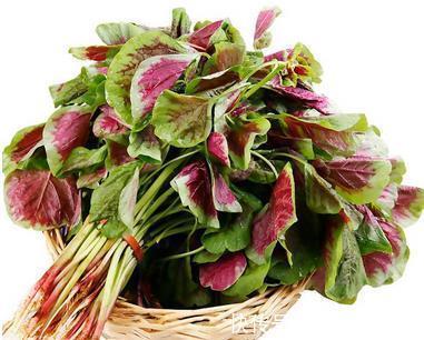 状元红|红苋菜与白苋菜食疗差别大,白苋菜的功效连医生都知之甚少