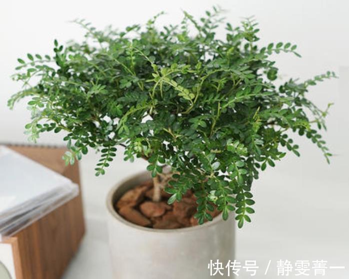 旺财|“懂花人”给客厅养四种花，美观大气，净化空气有“旺财”的寓意