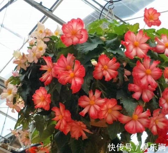 丝网状|有“1种花”是神圣之花,花色艳丽,花期长达100多天,回家快去养