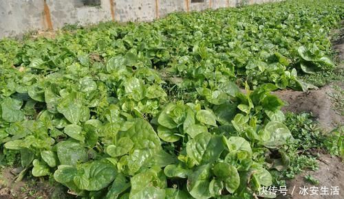 牛奶|含钙量不输牛奶,嫩叶口感清脆爽口,俗称“豆腐菜”,吃过吗?