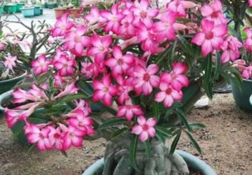 养花就养此花，1个月不浇水，照样长得旺，开花比玫瑰还漂亮！