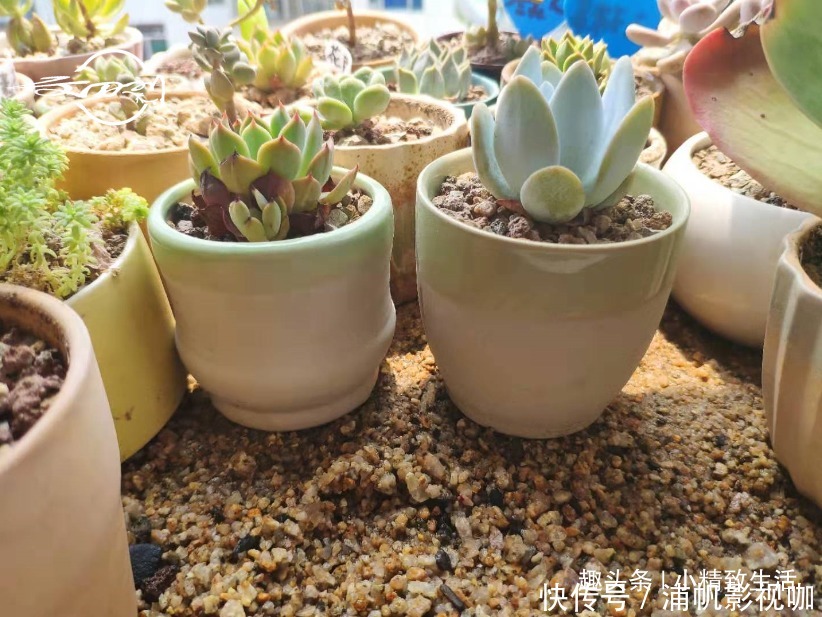 湿度|多肉一直不服盆，教你7个小方法，可快速发根，安全有效