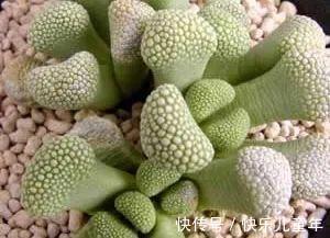 此多肉名字很仙,但实际却丑得有些雷人,据说很多人欣赏不来