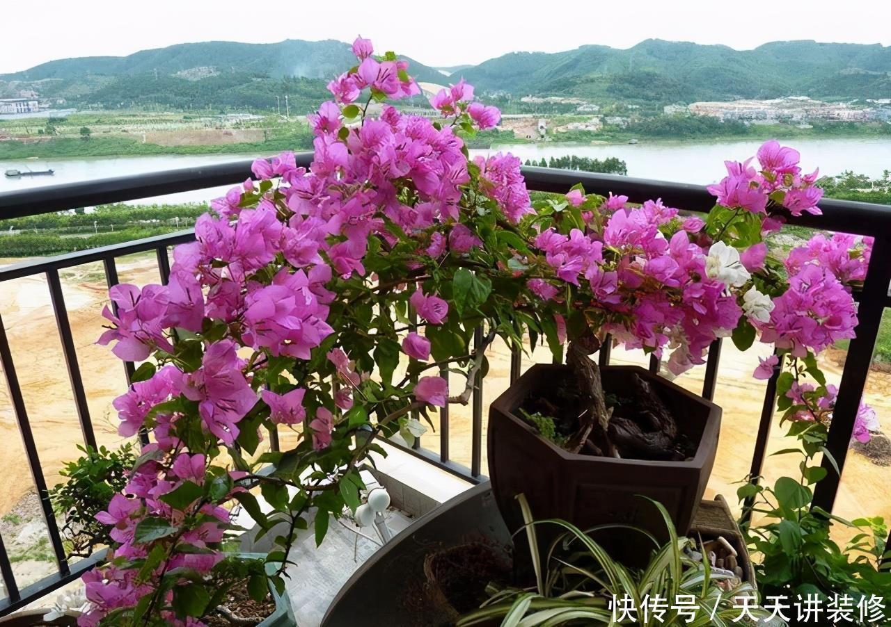 磷酸二氢钾|三角梅促花“小技巧”,让枝条猛增,越开花越有劲