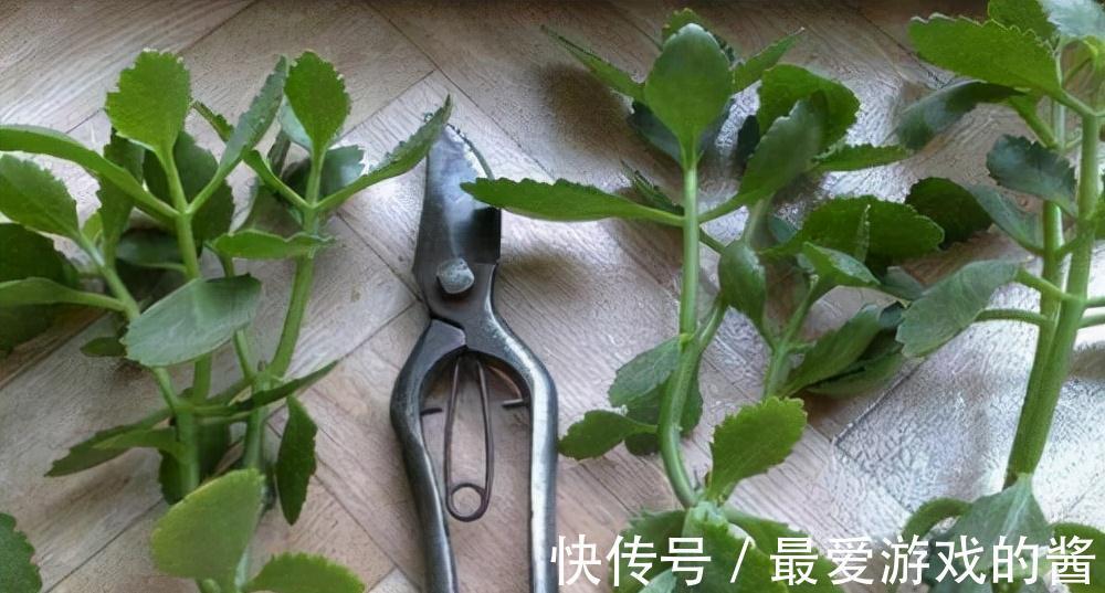 适合10月扦插的“5种花”,喜欢不要花钱买,几根枝条就能插一盆