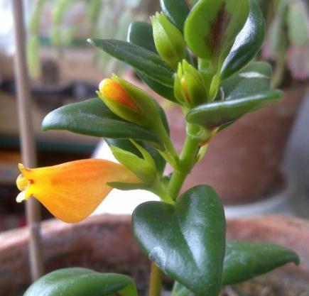 农历九月二十三霜降后,养什么花?以下3种花,万事如意事事顺心