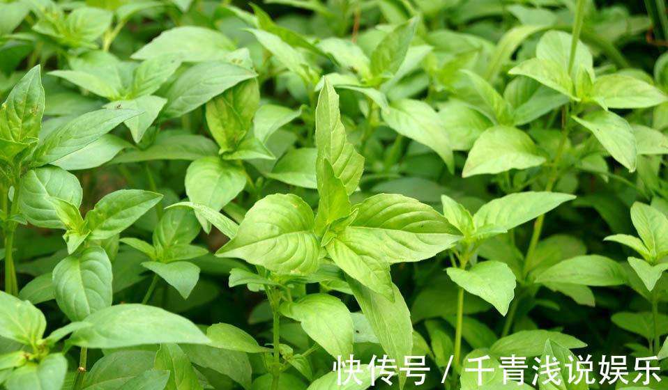 皮肤瘙痒|不管是风寒感冒还是风热感冒，一个只有2味药的经典方，特别管用