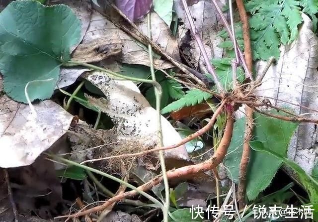 野生植物|一种野草，农村人把它当滋补野菜，不要叶子只要根，这是珍贵药材