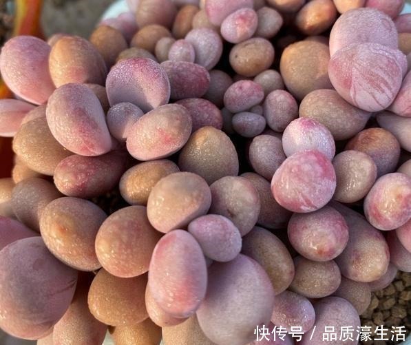 花盆|一棵桃蛋能否逆袭,往往看花友否无把握好这6点!