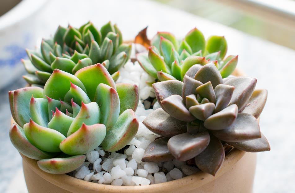 夏天多肉植物渡难关,掉叶水化介壳虫,用一招最管用