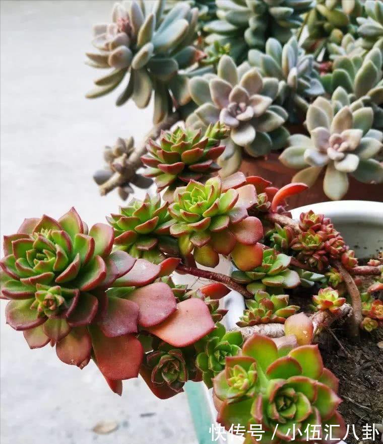 观音莲|适合新手养的“6种多肉”,耐热又不怕冷,养成老桩,又美又霸气