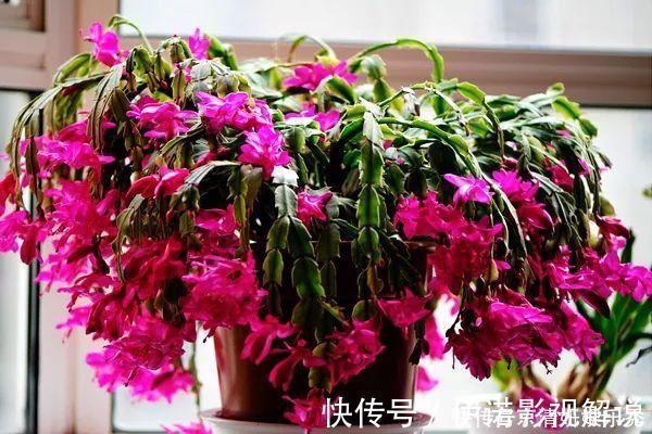 养花|蟹爪兰“开完花”,用2粒药片喂1次,花苞能再冒出100个,漂亮!