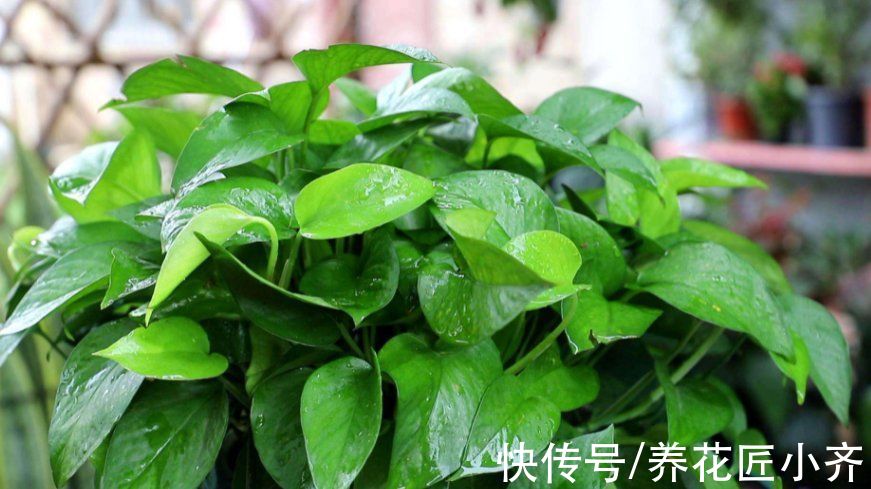 13种“耐阴”花,家里采光差,选它就对了,养好爆盆很轻松