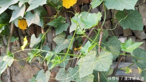 药食同源|丝瓜叶不要扔掉，城里卖15一斤！懂得人不多，记得告诉家人！