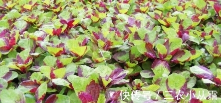 价值|农村一种常见的野菜,我们经常吃的是叶子,其实根才是价值高的