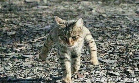 艺术家创造有趣的动物雕塑,你觉得哪个最搞笑