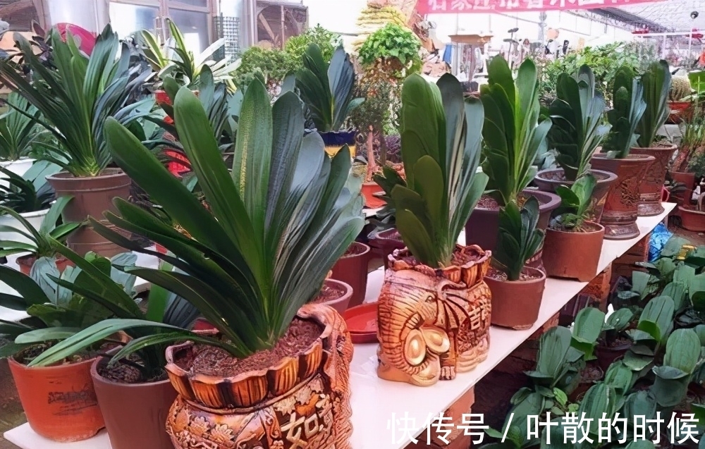 蝴蝶兰|公认“难养”的5种花,没有10年以上的养花经验,建议别买