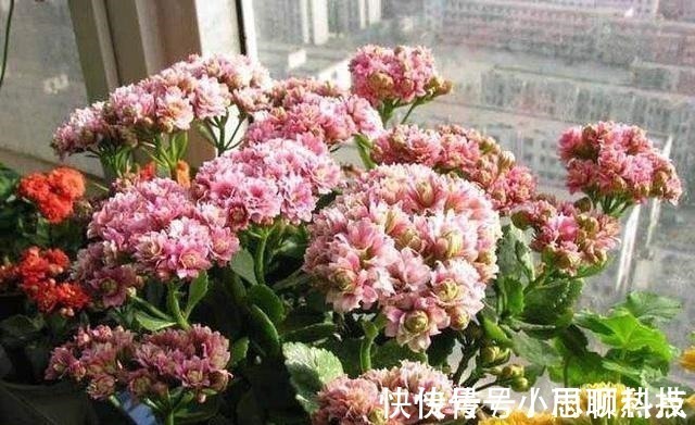 施肥|长寿花，用2个“窍门”，叶片就像“猪耳朵”，花儿紧凑上千朵