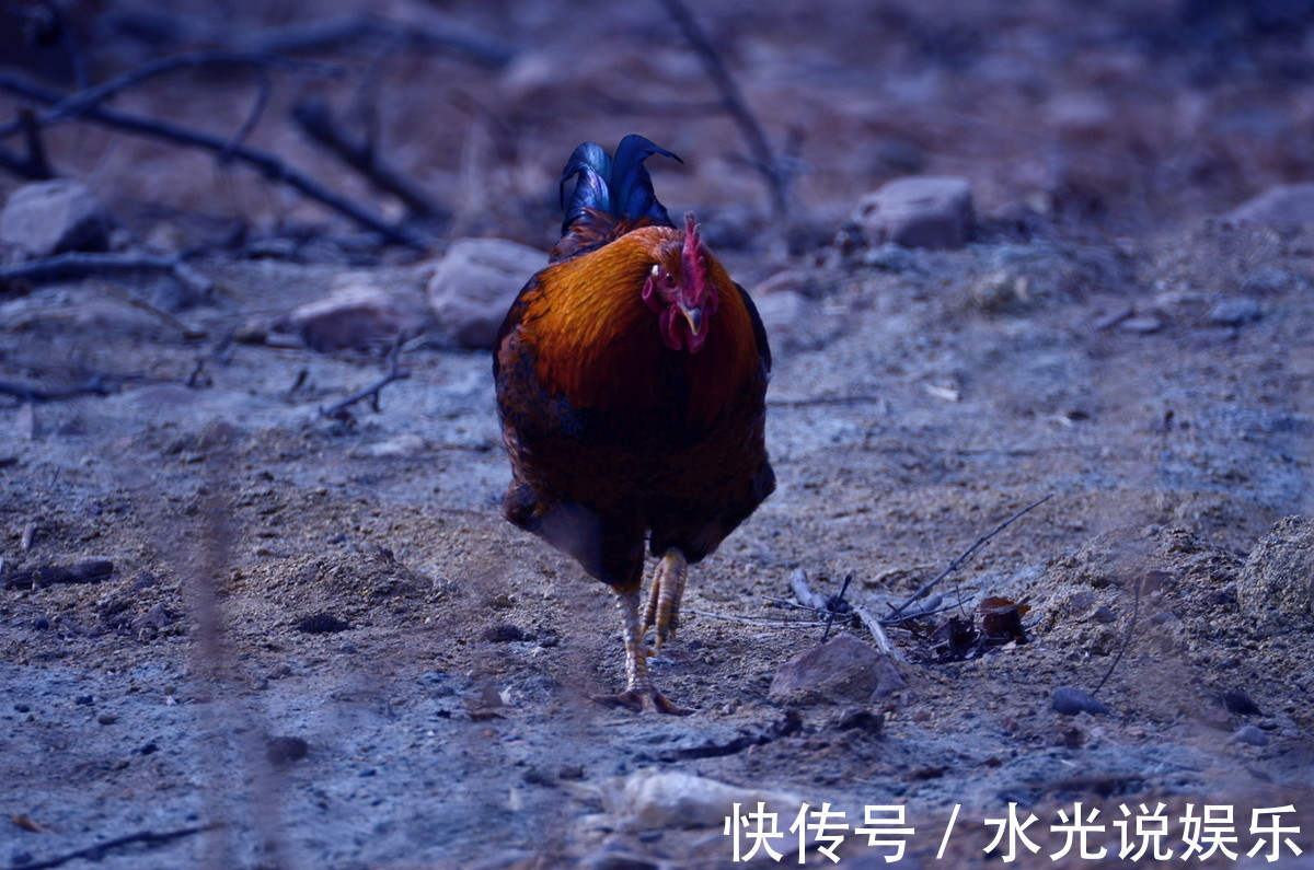 人财两旺|生肖鸡，上天为你准备了一场盛大的喜事，以后不用太辛苦