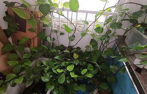 肥料|绿萝养不好,换个“浇水”方式,叶片绿的滴油,疯长不停