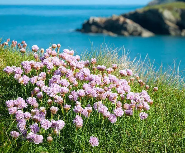 海 石 竹 花