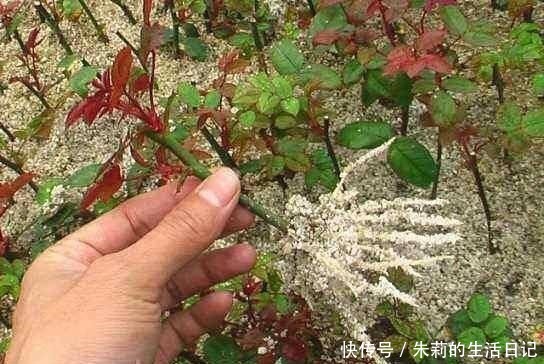 生根粉别用了，自制2种“生根剂”，插穗“蘸一下”，呼呼冒白根！