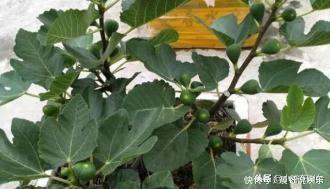 冬季养无花果,一个小技巧,来年长得枝肥叶壮,每个枝上都有果