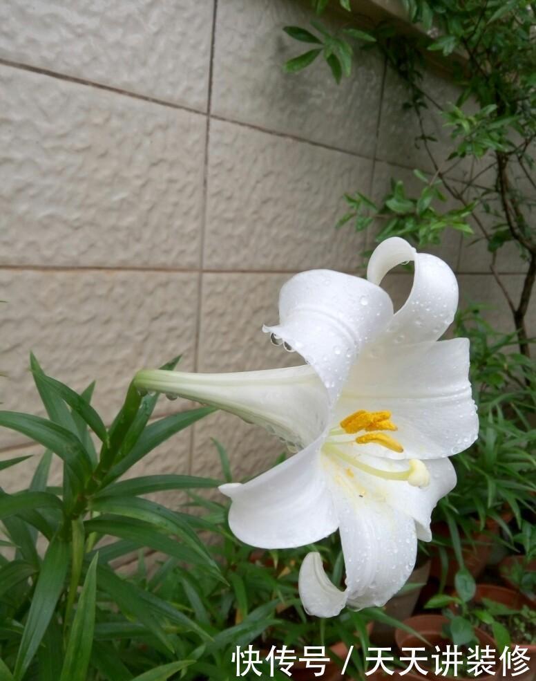 春天院子种什么花,3个品种推荐给你,你值得拥有