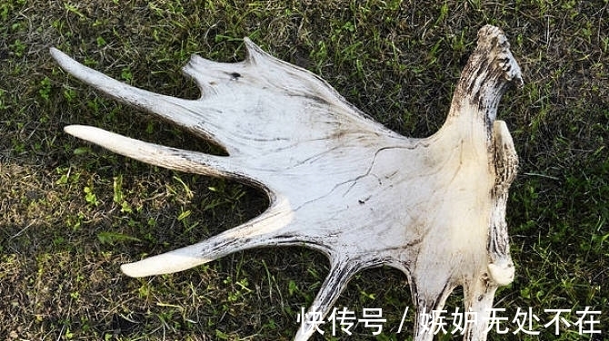 美国@“牛魔王”的坐骑现身美国,如今泛滥成灾,只有养狼才能勉强应付