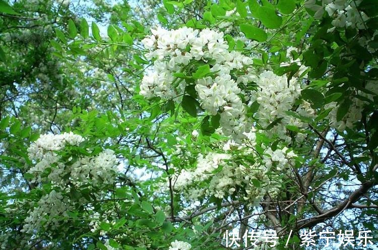 槐花|会吃的人最健康，多吃3种菜，清热解毒，增强体质，促进身体代谢