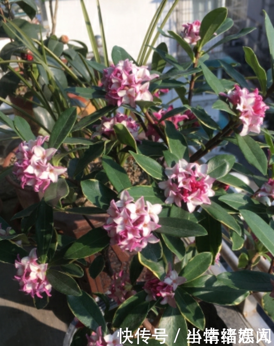 这四种花最怕过夏天,提前做好度夏保护,秋凉又开花