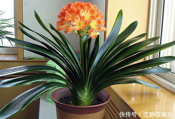 君子兰盆土板结|君子兰盆土板结学会3招,不黄叶不烂根,蹭蹭长,一年开花3次!