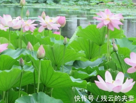 日子|步入8月底,喜鹊枝上叫,喜事快来到,4属相日子富贵有余