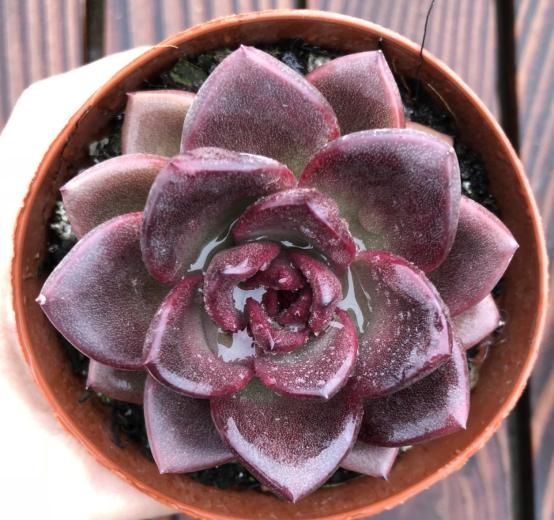 此款多肉名字霸气，养殖方法却很简单，满足这4点就够了