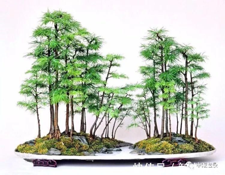 盆景@赵庆泉:请别叫我“大师”,我就是个“做盆景的”