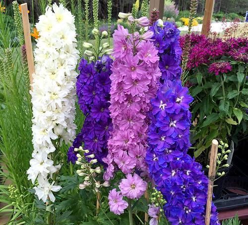 它名“大花飞燕”,花朵又大又密,一枝开100朵,好看好养