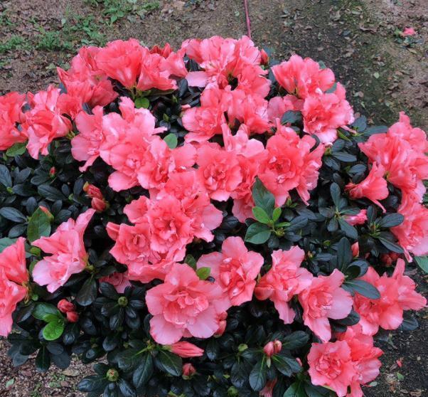 5种漂亮花,现在养一盆正当时,能开到明年夏天,适合新手花友