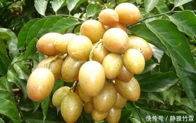 采摘|过去很常见的野果子,名字听起来很恶心,但吃起来特美味