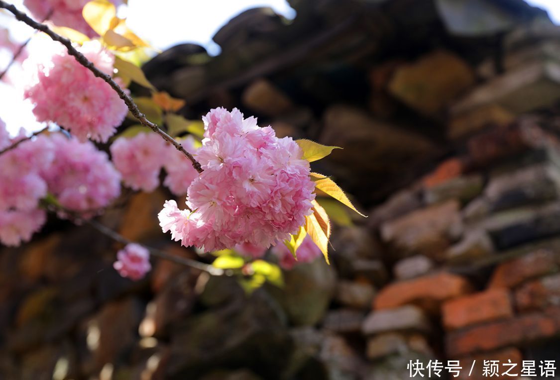 白鹿村、上马村、雅庄村，十里樱花十里尘，经典赏樱路