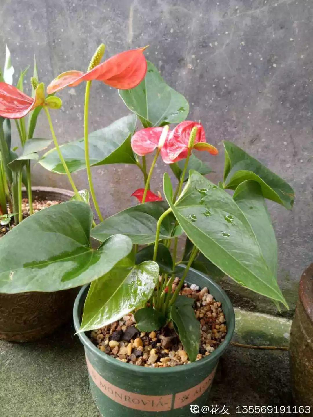 扦插|不用扦插,养花1盆变10盆,把根一掰,成活率翻倍!