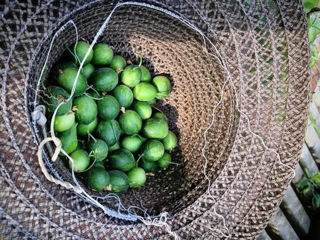 如今|这种非洲入侵的野果,曾在农村泛滥成灾,如今变废为宝40元一斤